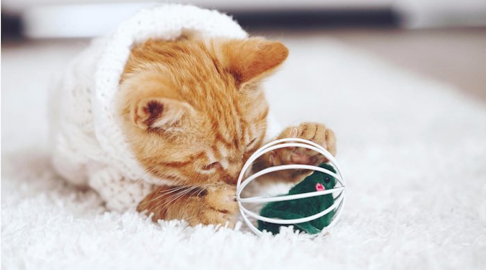 eine rostrote Katze mit einem weißen Klamottchen spielt mit Kugel in dem eine grüne Maus versteckt ist - Spiele für Katzen 