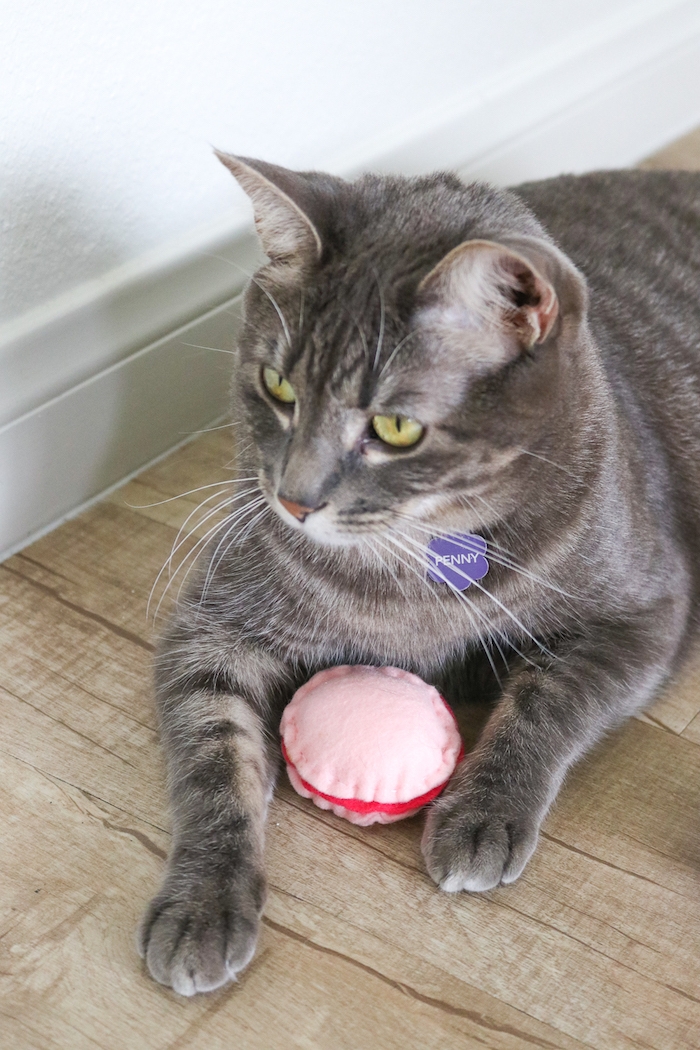 die niedliche graue Katze Penny hat ein rosa Spielzeug - Katzenbeschäftigung