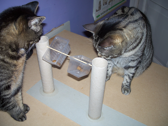 zwei Katzen spielen mit einem aus wiederverwertete Materialien Spielzeug - Katzenspielzeug basteln