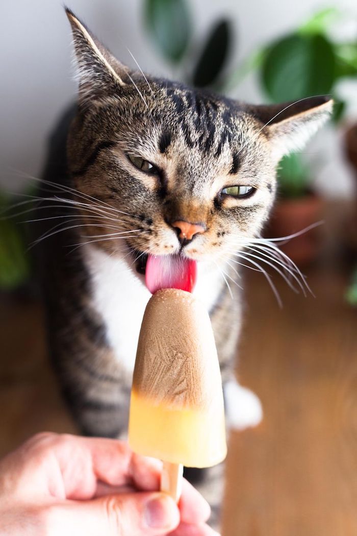 Katzenspielzeug basteln - ein selbstgemachten Eis in zwei Farben speziell für Katzen 