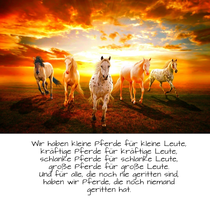 schönes bild mit einer wilden herde mit fünf schönen pferden, ein pferdebild mit einem pferdespruch, himmel mit rotten, gelben und orangen wolken, pferde im sonnenuntergang