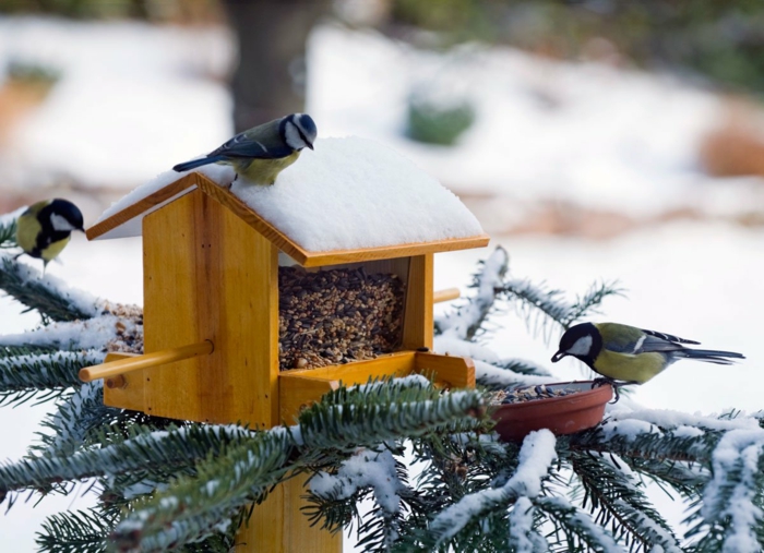 Nistkasten aus Holz mit Samen befüllen, Schnee auf dem Dach, drei Vögelchen, Kieferzweige, mit Schnee bedeckt