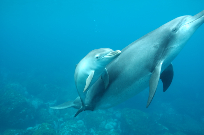 und hier finden sie zwei graue delfine, die zusammen in einem meer mit blauem wasser und steinen schwimmen - werfen sie einen blick auf diese idee zum thema delfine schwimmen
