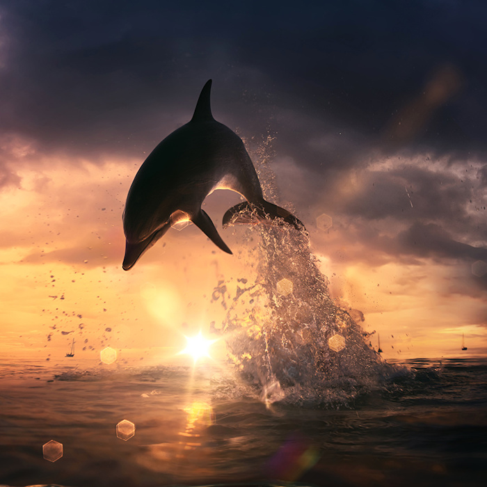 hier ist ein bild mit einem schwarzen delfin, einem sonnenuntergang, grauen wolken und meer - idee zum thema delfine im sonnenuntergang