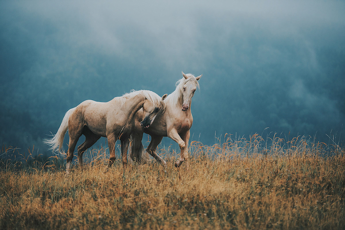 noch ein schönes pferdebild - hier sind zwei braune wilde pferde mit blauen augen, einem weißen schwanz und einer weißen dichten mähne - märchenhaftes bild mit pferden und einem gelben grass 