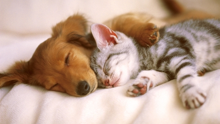 sehr lustige gute nacht bilder für whatsapp - eine graue schlafende kleine katze und ein schlafender kleiner hund