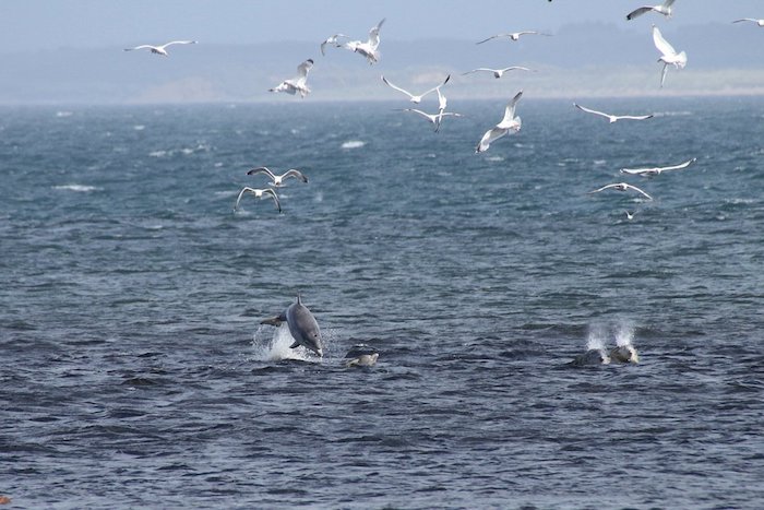 meer mit vielen kleinen delfinen im sprung und vielen fliegenden weißen vögeln - tolle idee zum thema delfine bilder