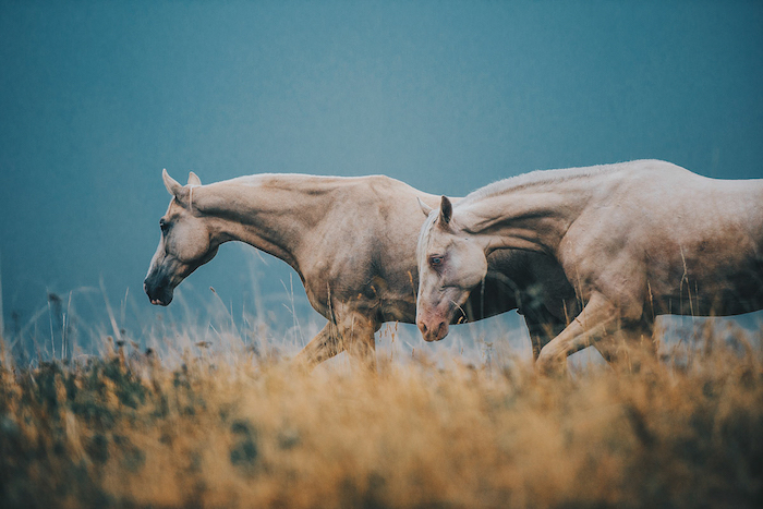 noch ein bild mit zwei wilden, braunen pferden mit einer weißen mähne und schwarzen und blauen augen, grass und wald -zum thema pferdesprüche und pferdebilder
