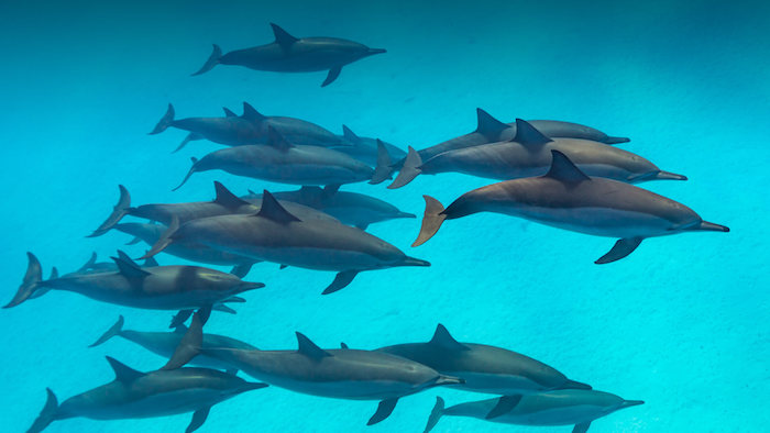 schwimmende graue delfine in einem schwimmpool mit einem klaren blauen wasser