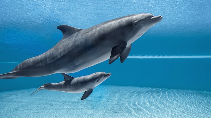 ein kleiner und ein großer grauer delfin, die zsammen in einem schwimmpool mit einem blauen grauen wasser schwimmen