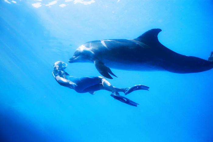 und hier ist ein bild mit einem mann, der zusammen mit einem großen grauen delfin in einem meer mit einem blauen klaren wasser schwimmt 