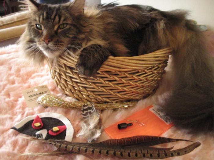 Katzenspielzeug basteln - eine Katze im Korb und alles Nützliches zum Basteln