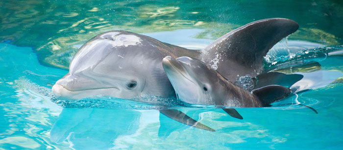 werfen sie einen blick auf dieses süßes bild - hier finden sie einen kleinen und einen großen grauen delfin - sie schwimmen zusammen in einem schwimmpool mit einem klaren, sauberen, blauen wasser