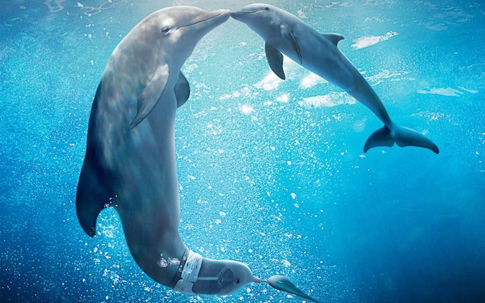 jetzt zeigen wir ihnen ein bild mit einem großen und einem kleinen baby delfin, die sich küssen und die zusammen in einem meeer mit einem blauen klaren wasser schwimmen