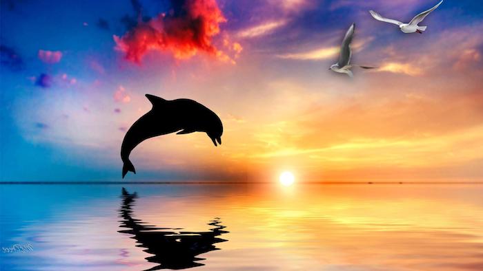 märchenhaftes bild mit einem schwarzen delfin im sprung, pinken wolken, einem sonnenzntergang und zwei weißen fliegenden vögel
