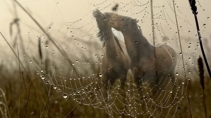 hier ist ein bild mit grass und einem spinnennetz, zwei braune wilde pferde mit einer schwarzen mähne, pferdesprüche und ein pferdebild