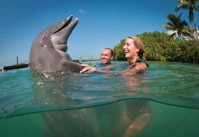 eine junge frau und ein junger mann, die zusammen mit einem großen grauen delfin in einem meer mit einem grünen, klaren und sauberen wasser schwimmen - zum thema delfine schwimmen