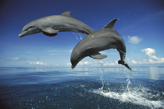 hier sind zwei graue delfine im sprung über dem meer mit einem blauen wasser - bild mit delfinen und mit einem blauen himmel und weißen wolken