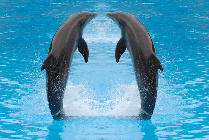 hier finden sie ein bild mit zwei grauen delfinen in einem pool mit einem klaren blauen wasser, die sich küssen