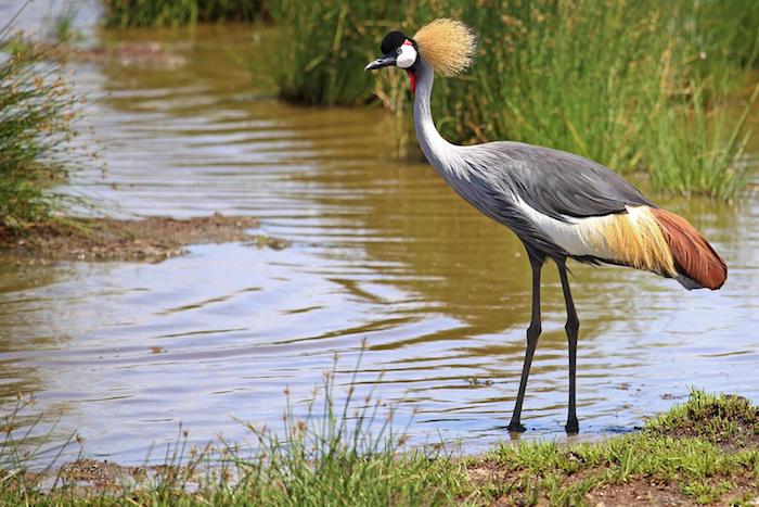 zanzibar urlaub safari in afrika unternehmen schöne vögel bilder wasser grünes grass vogel natur 