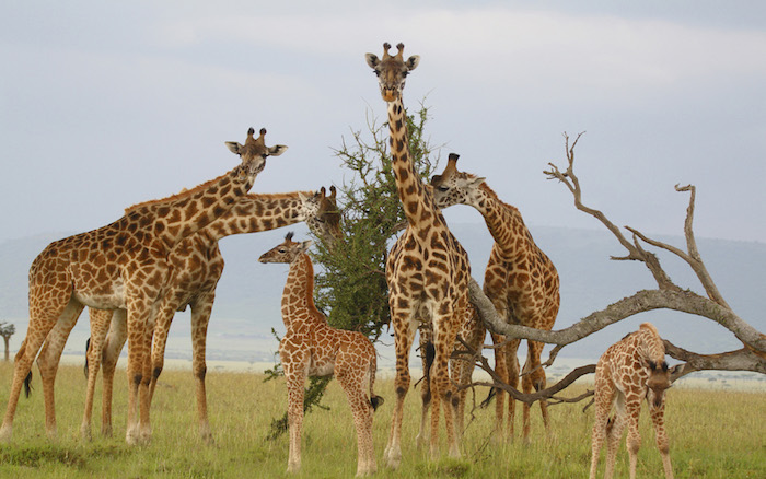 sansibar urlaub safari in afrika unternehmen afrike tierarten tiere giraffen girafe essen baum blätter schöne edle tiere