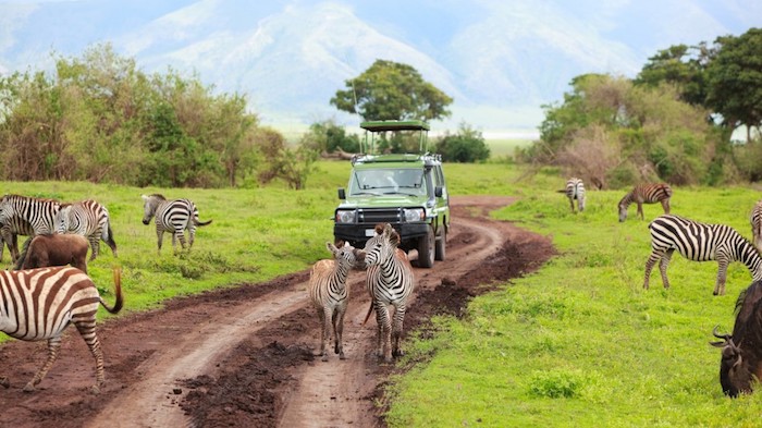 sansibar insel safari in afrika erlebnisse zum erinnern offroad safari abenteuer jeep wagen zebras natur tropik