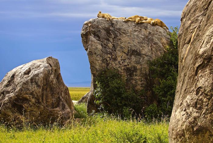 sansibar reisebericht zwei löwen liegen auf einem stein schöne natur von afrika steine grüne bepflanzung