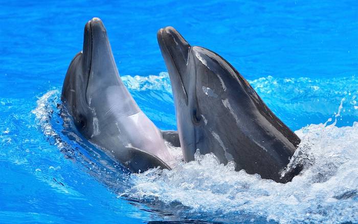 zwei große graue delfine, die zusammen in einem schwimmpool mit einem klaren blauen wasser schwimmen - werfen sie einen blick auf unsere delfine bilder, die ihnen sehr gut gefallen könnten