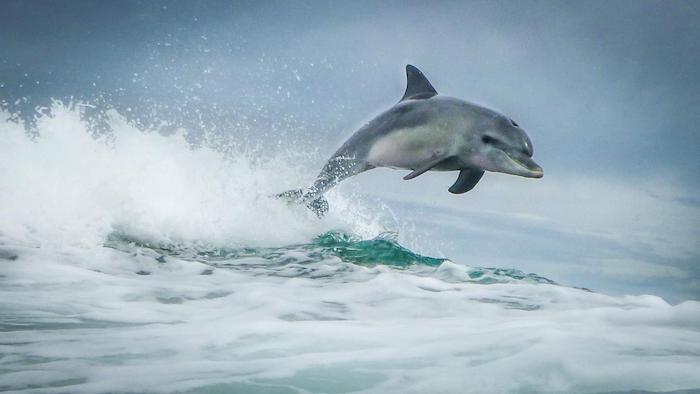 das ist ein bild mit einem grauen delfin im sprung über wellen und meer mit einem blauen wasser - zum thema delfine schwimmen