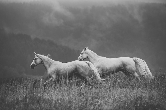 tolle pferdesprüche und pferdebilder - hier sind zwei weiße, wilde, laufende pferde mit einer weißen dichten mähne und mit schwarzen augen, grass und wald mit schwarzen bäumen