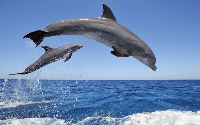 und das ist ein bild mit zwei großen grauen delfinen im sprung, einem blauen himmel und einem meer mit einem blauen wasser und wellen