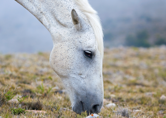hier ist ein weißes pferd mit schwarzen augen und einer weißen mähne, bild mit grass und kleinen steinen, schönes pferdebild 
