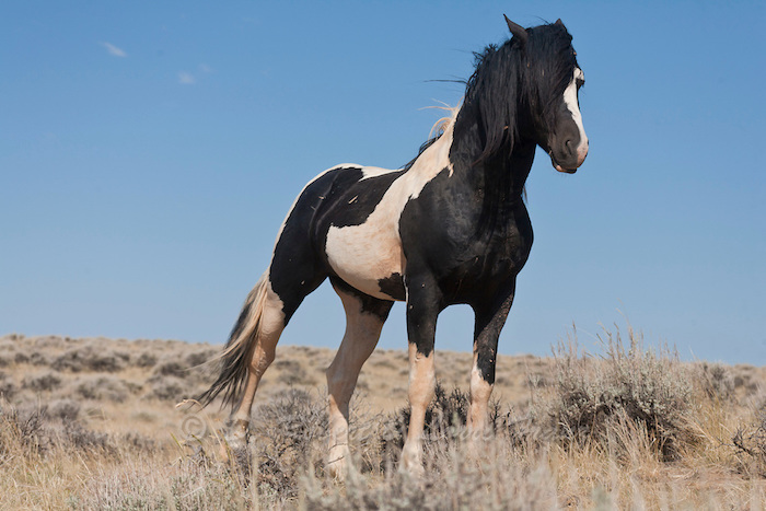 hier ist ein schwarz-weißes pferd mit einer schwarzen langen mähne, blauer himmel, pferdebild mit einem gelben grass