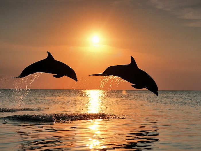 hier finden sie zwei schwarze delfine im sprung und über dem meer - tolles bild zum thema delfine im sonnenuntergang
