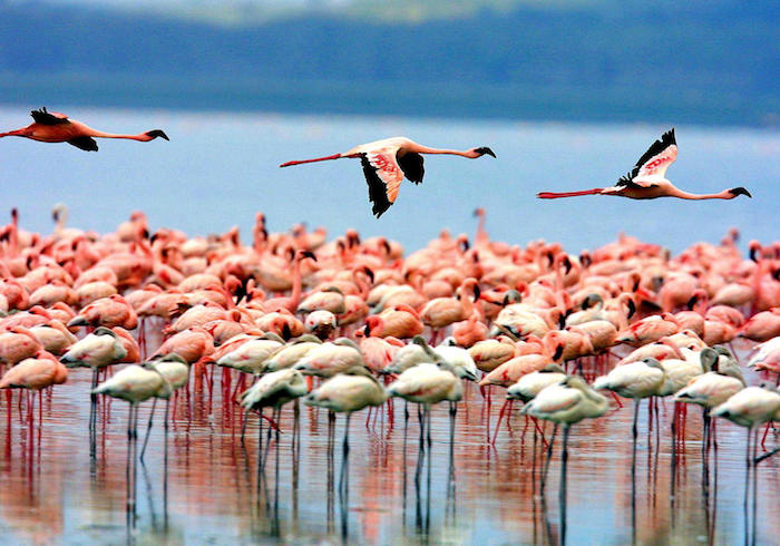 sansibar afrika reisebericht pinke flamingos in ihrem natürlichen zustand vögel vogelart weiß pink tiere afrika