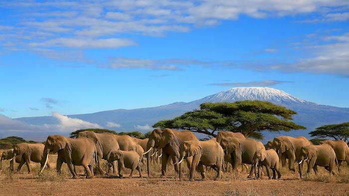 sansibar land safari in afrika die wilden tieren fotografieren elefanten kilimanjaro im hintergrund