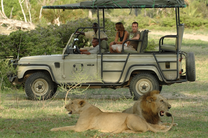 wetter sansibar safari reise in afrika tansania sansibar safariwagen löwen in der nähe erfahrungen gefährlich adrenalin