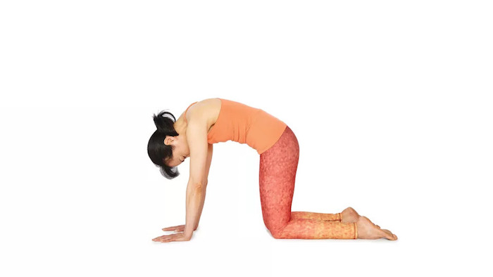 Yoga für Anfänger: eine Frau mit Pony und Pferdeschwanz, Übung Yoga Katze, enganliegende Hose in Rot und Orange, Arme und hinteres Teil der Beine am Boden, Rücken nach oben beugen