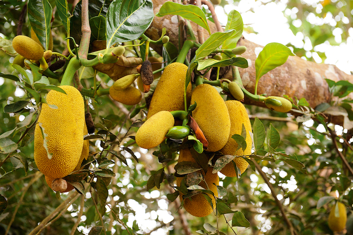 sansibar stadt erleben gelbe früchte direkt vom baum nehmen exotische pflanzen frisches essen gesund lecker schön