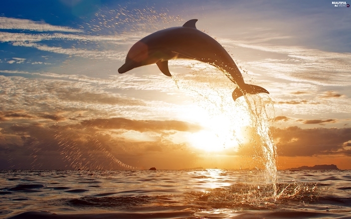 1001 Ideen Zum Thema Schone Delfine Bilder