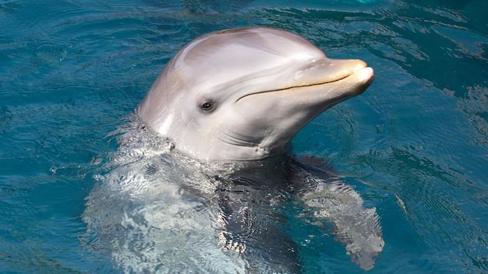 ein grauer großer delfin, der in einem schwimmpool mit einem klaren, sauberen und blauen wasser schwimmt - eine unserer ideen zum thema delfine bilder