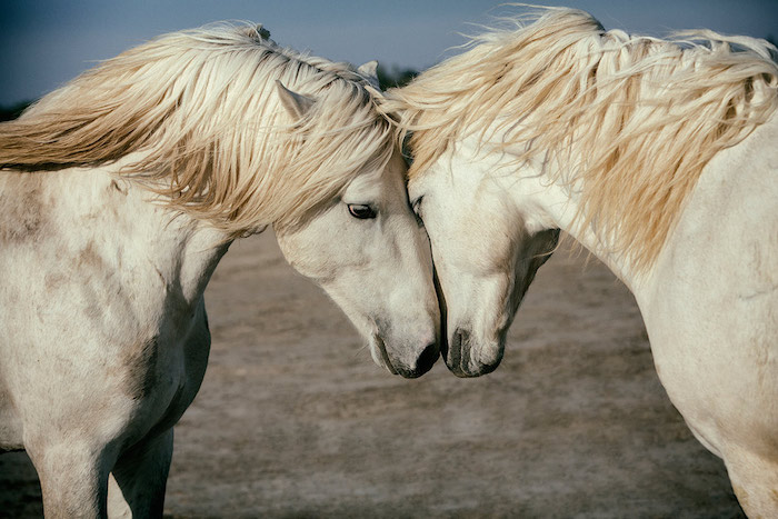 hier sind zwei wilde weiße pferde mit schwarzen augen und gelben langen mähnen, schönes pferdebild