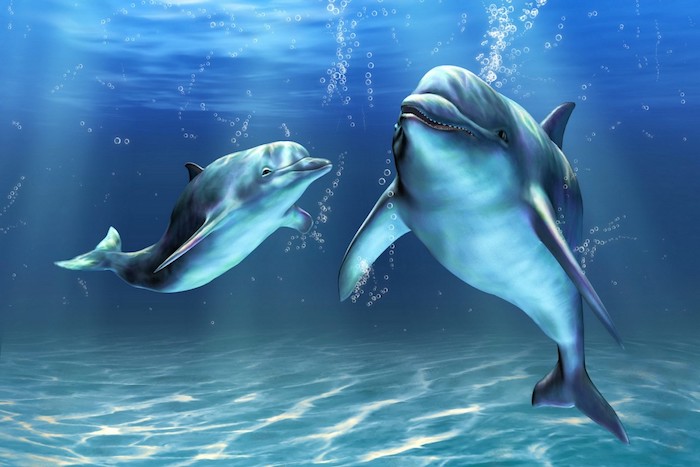 eine unserer ideen zum thema delfine bilder - hier finden sie zwei schwimmende blaue delfine unter dem lauen klaren wasser