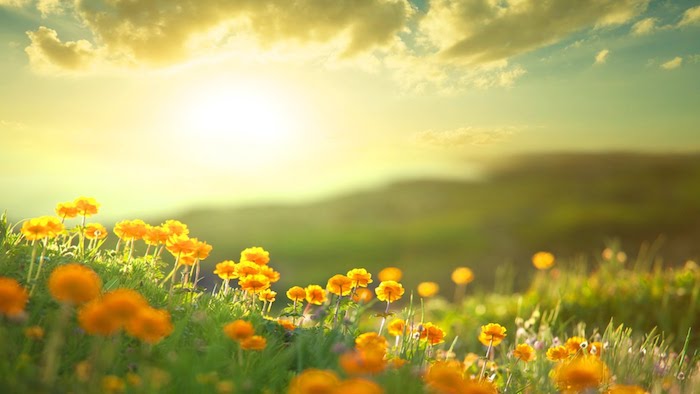 Guten Morgen Bilder orange Blumen auf einer Wiese von der Morgensonne beleuchtet