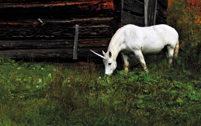 süße einhorn bilder - ein weißes kleines einhorn mit kleinen schwarzen augen und einem langen horn und grass