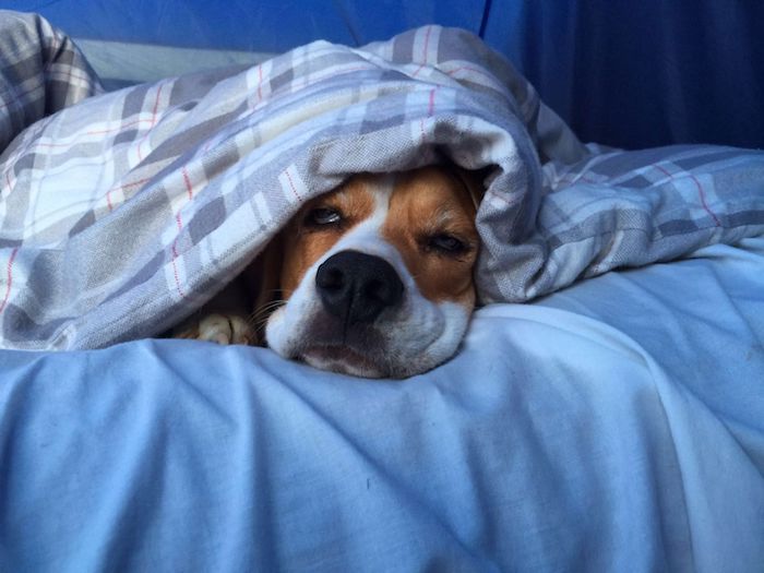 ein Hund schläft unter einer blauen Decke auf einem blauen Bettlaken - süße Bilder