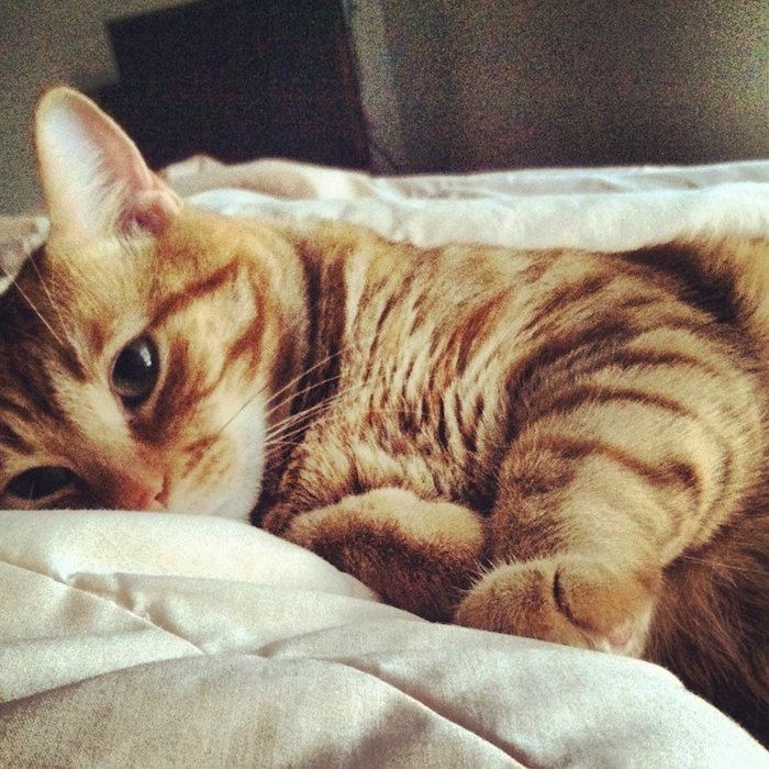 ein niedliches Kätzchen im Bett, es ist bereit aufgewacht und sieht verwirrt aus - süße Bilder