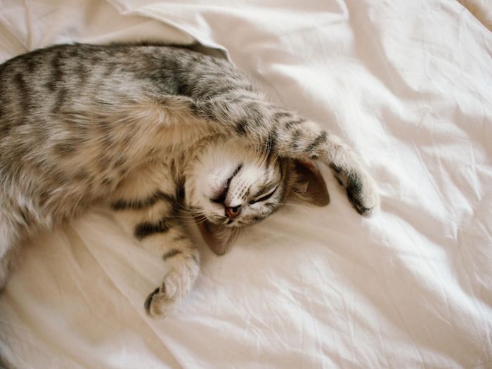 eine Katze wacht sich im Bett ihrer Besitzer und streck sich ganz niedlich - süße Bilder