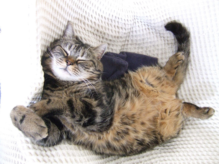 süße Bilder - eine Katze kuschelt auf dem Sofa mit einer weißen Decke