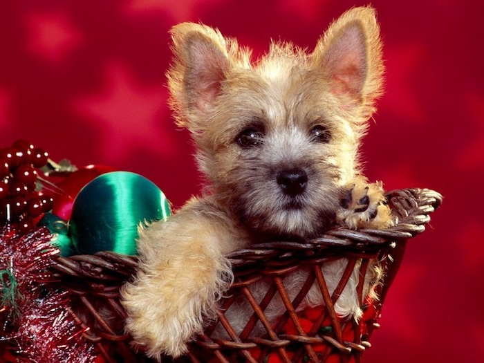 Schöne Weihnachtsbilder von einem Hundchen in Korb, festliche Dekoration, roter Hintergrund